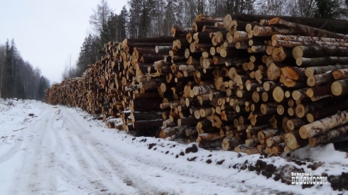 Две истории о незаконной рубке леса в Свердловской области: как надо и не надо работать силовикам