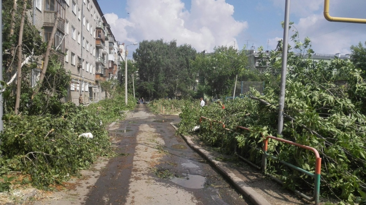 В Екатеринбурге управляющая компания вырубила во дворе на Шейнкмана практически все деревья