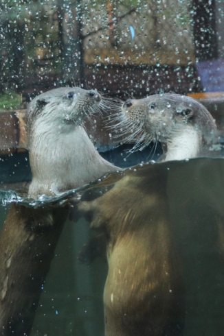 В Екатеринбургский зоопарк привезли двух речных выдр