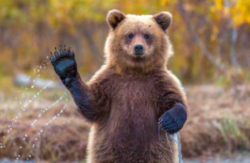 Готовятся к зиме: в Свердловской области участились случаи выходов медведей к населённым пунктам