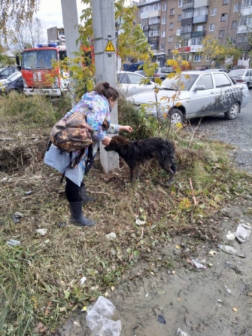 В Свердловской области спасатели вытащили собаку из 5-метрового колодца