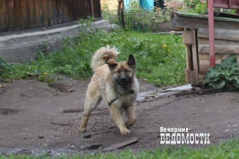 Каждый месяц жертвами собак становятся больше тысячи уральцев