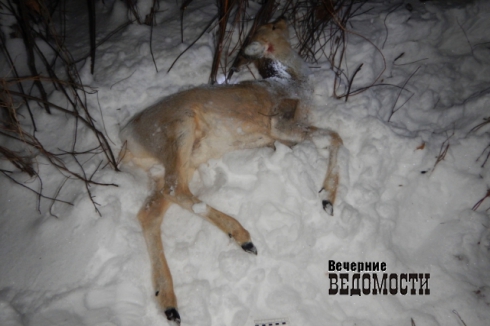 Убийство косули может обойтись уральскому браконьеру в два года лишения свободы