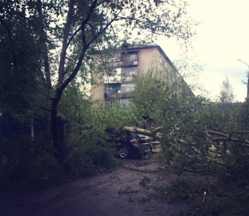 «За кого угодно проголосую, уберите дерево!» Серовчане просят ликвидировать последствия урагана