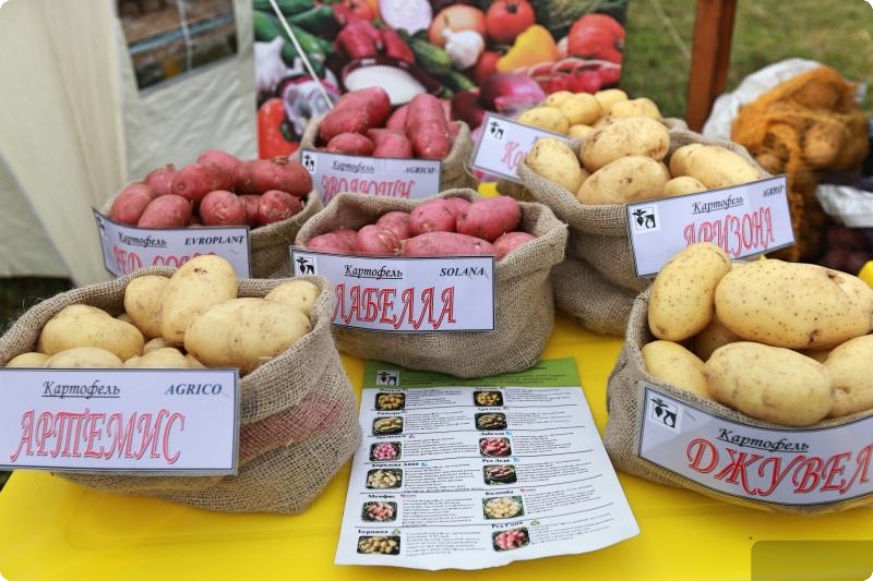 В Свердловской области собрались ведущие производители картофеля