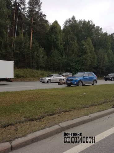 На выезде из Екатеринбурга автомобиль сбил лося (ФОТО)