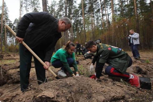 Под Екатеринбургом посадили пять тысяч сосен и два десятка кедров