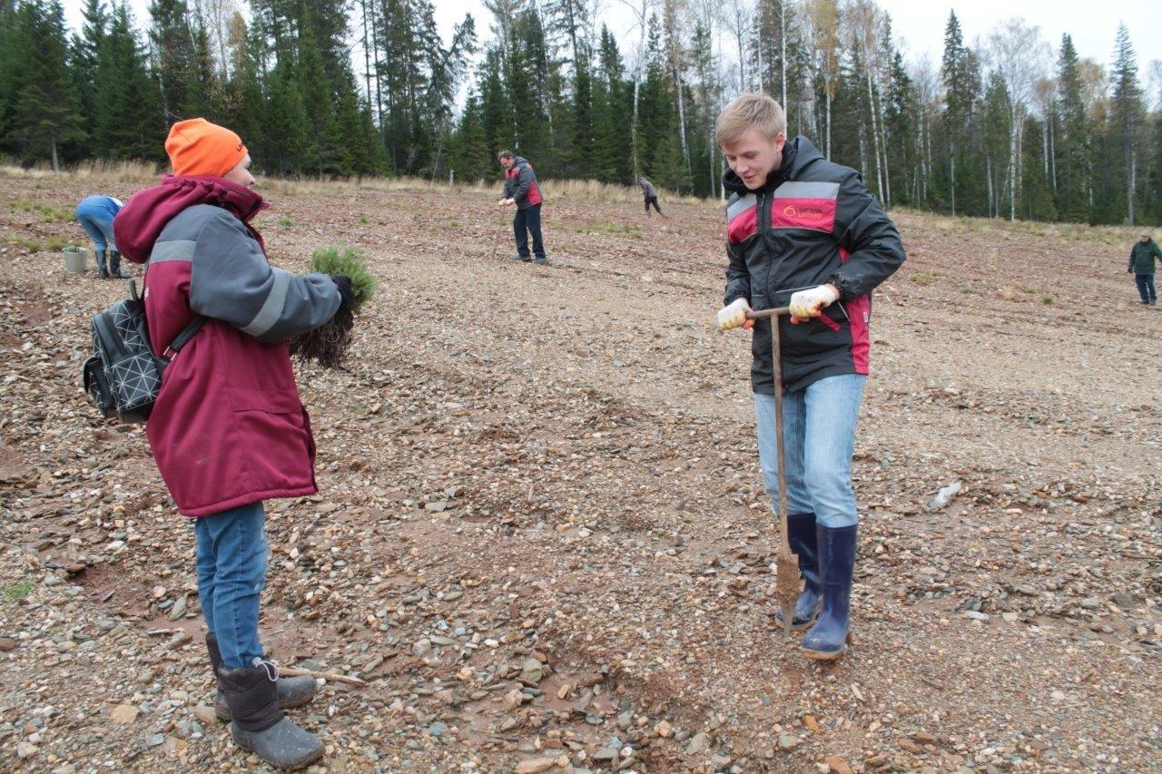 Свердловское предприятие восстанавливает еловые леса на берегах реки Чусовой