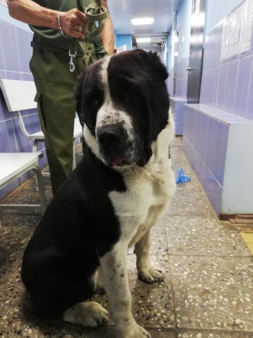 В Екатеринбурге хозяин выстрелил в свою собаку и попросил ветеринара её усыпить 