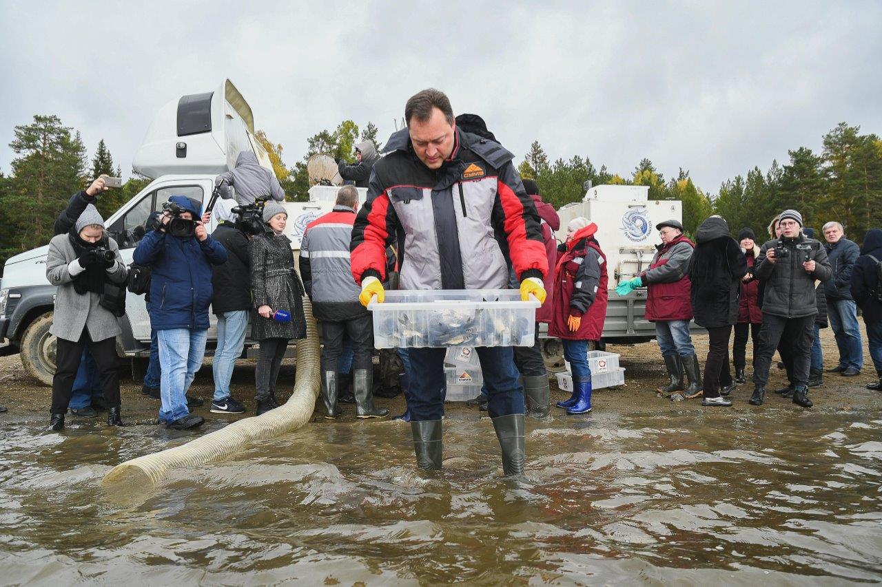 На десять тысяч толстолобиков пополнилось Новомариинское водохранилище в Ревде На десять тысяч толстолобиков пополнилось Новомариинское водохранилище в Ревде