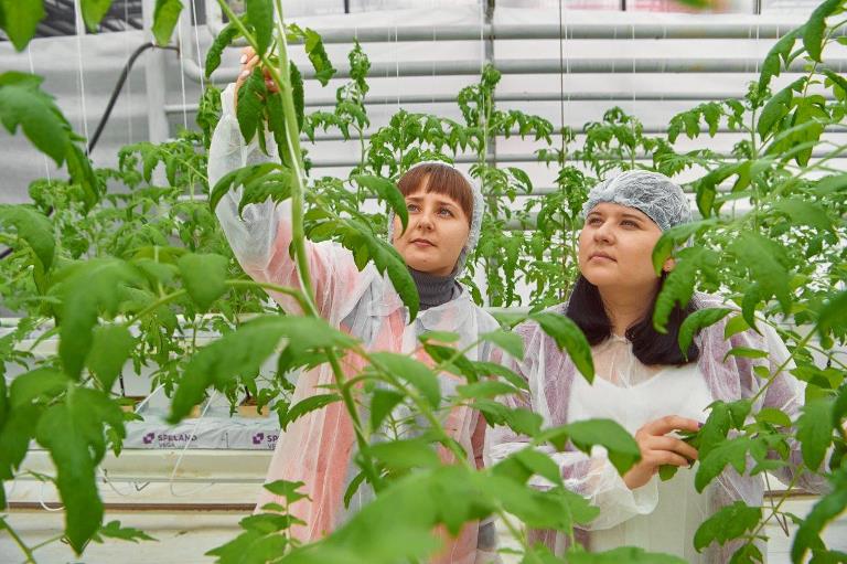 Новый гибрид томата выращивают в тепличном комплексе УГМК-Агро