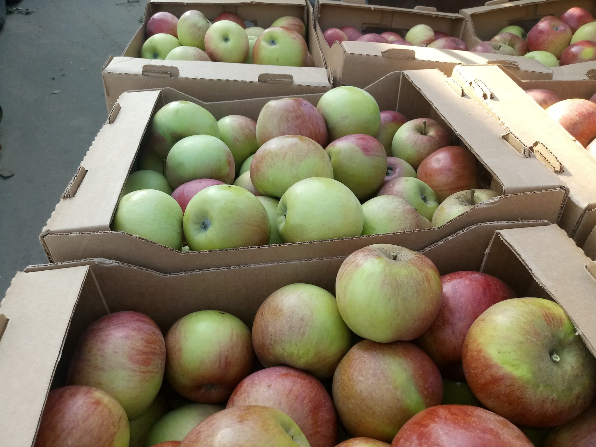 Купить яблоки от производителя. Яблоки сезонные. Яблоки эконом. Склад яблок. Яблоки производитель.