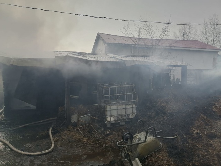 Пожар в Екатеринбурге унёс жизни 12 лошадей и 5 собак Пожар в Екатеринбурге унёс жизни 12 лошадей и 5 собак