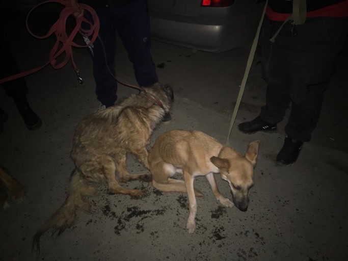 У жительницы Верхний Пышмы обнаружили 11 истощенных собак