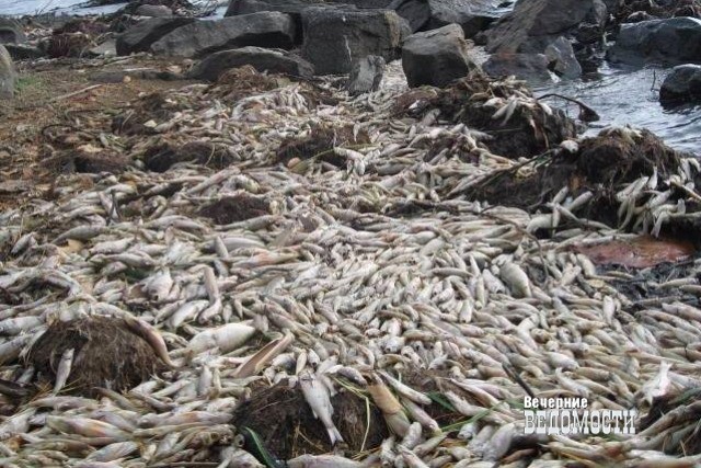 Под Нижним Тагилом рыба выбросилась на берег пруда, из которого пьёт воду город