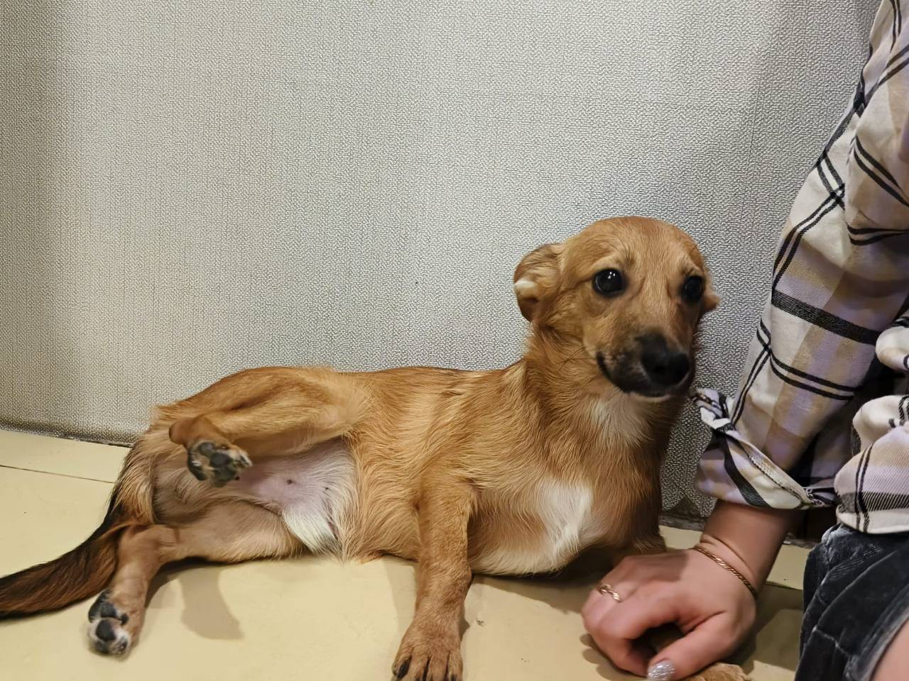 В Екатеринбурге двум собачкам и коту ищут постоянное жильё